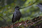 Eurasian nutcracker