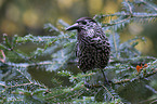 Eurasian nutcracker