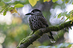 Eurasian nutcracker