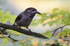 Eurasian nutcracker