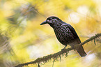 Eurasian nutcracker