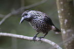 Eurasian nutcracker