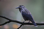 Eurasian nutcracker