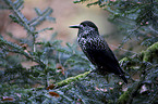 Eurasian nutcracker