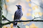 Eurasian nutcracker