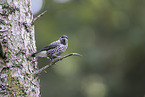 Eurasian nutcracker