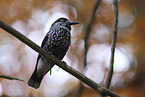 Eurasian nutcracker