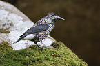 Eurasian nutcracker