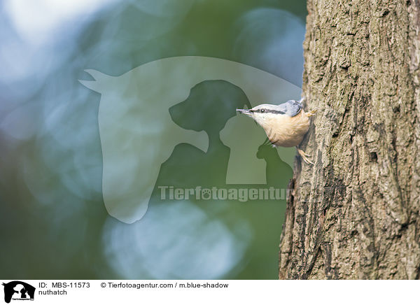 nuthatch / MBS-11573