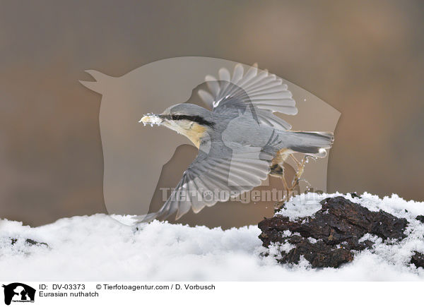 Eurasian nuthatch / DV-03373