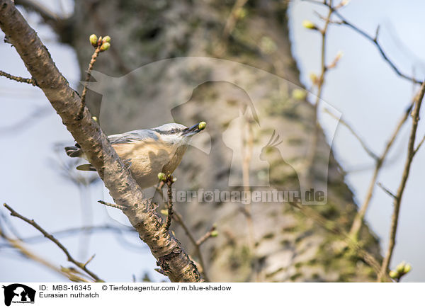 Europischer Kleiber / Eurasian nuthatch / MBS-16345