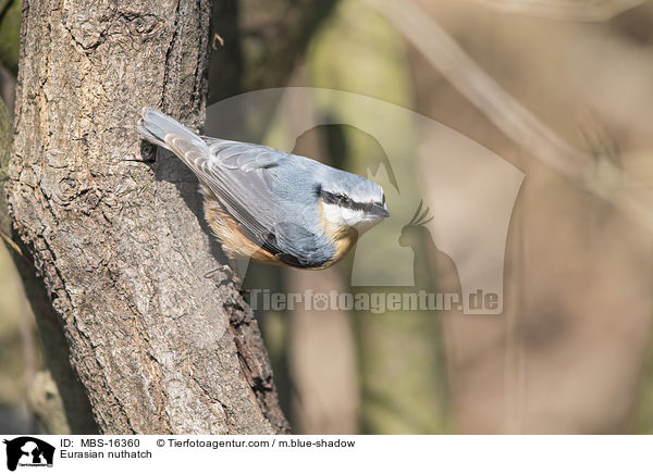 Europischer Kleiber / Eurasian nuthatch / MBS-16360