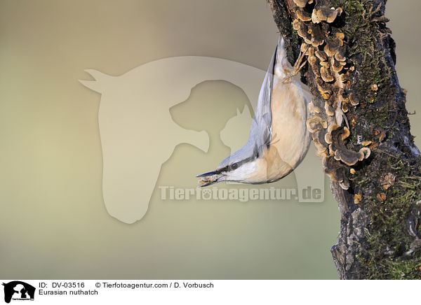 Eurasian nuthatch / DV-03516