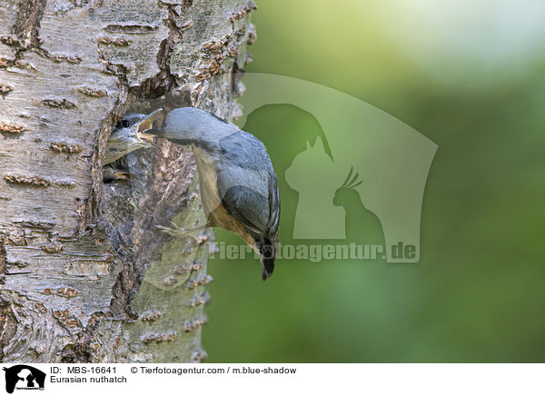 Europischer Kleiber / Eurasian nuthatch / MBS-16641