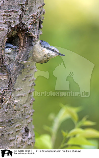 Europischer Kleiber / Eurasian nuthatch / MBS-16651
