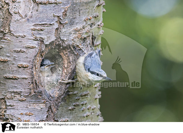 Europischer Kleiber / Eurasian nuthatch / MBS-16654