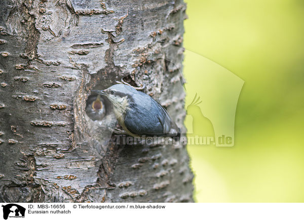 Eurasian nuthatch / MBS-16656