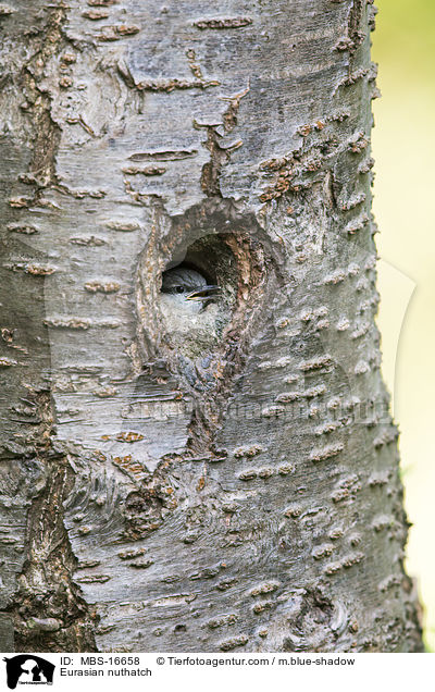 Europischer Kleiber / Eurasian nuthatch / MBS-16658