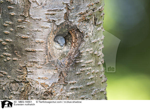 Europischer Kleiber / Eurasian nuthatch / MBS-16661
