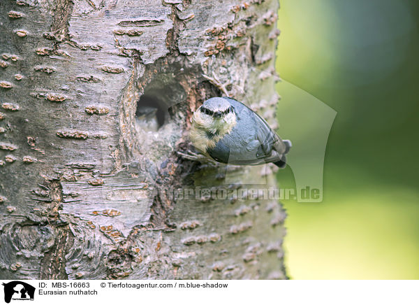 Europischer Kleiber / Eurasian nuthatch / MBS-16663
