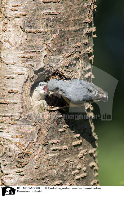 Europischer Kleiber / Eurasian nuthatch / MBS-16668