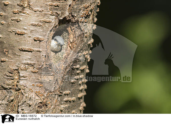 Eurasian nuthatch / MBS-16672