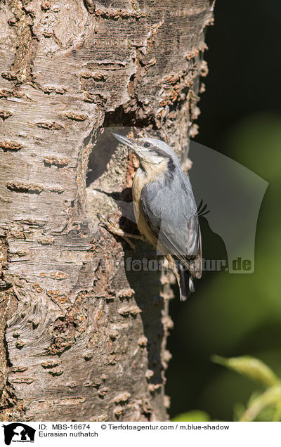 Europischer Kleiber / Eurasian nuthatch / MBS-16674