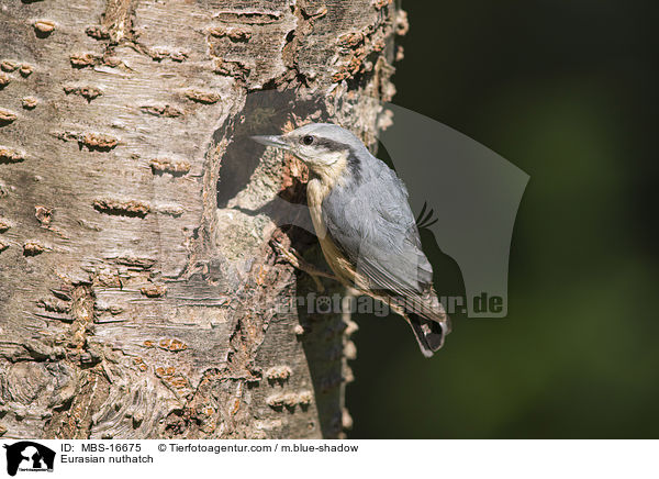 Europischer Kleiber / Eurasian nuthatch / MBS-16675