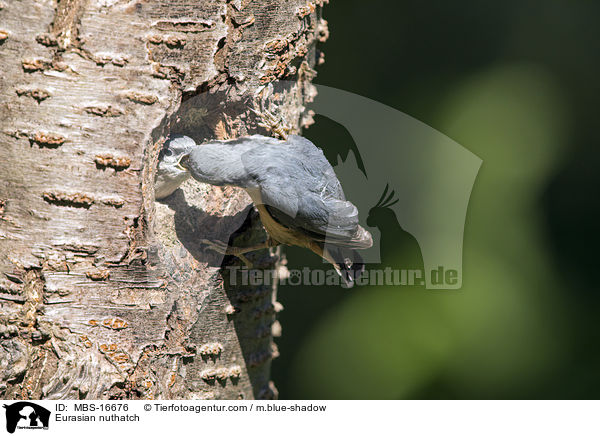 Europischer Kleiber / Eurasian nuthatch / MBS-16676