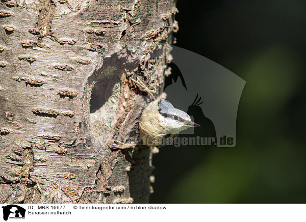 Europischer Kleiber / Eurasian nuthatch / MBS-16677