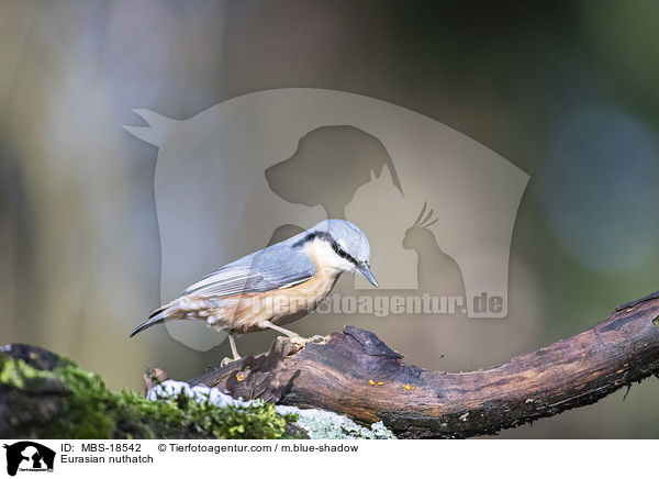 Europischer Kleiber / Eurasian nuthatch / MBS-18542