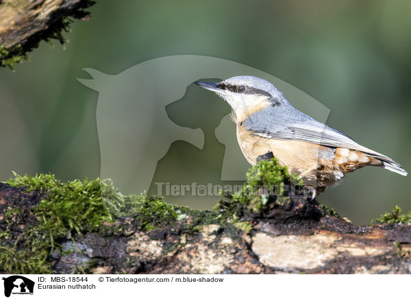 Europischer Kleiber / Eurasian nuthatch / MBS-18544