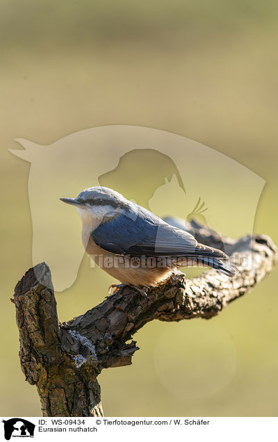 Europischer Kleiber / Eurasian nuthatch / WS-09434
