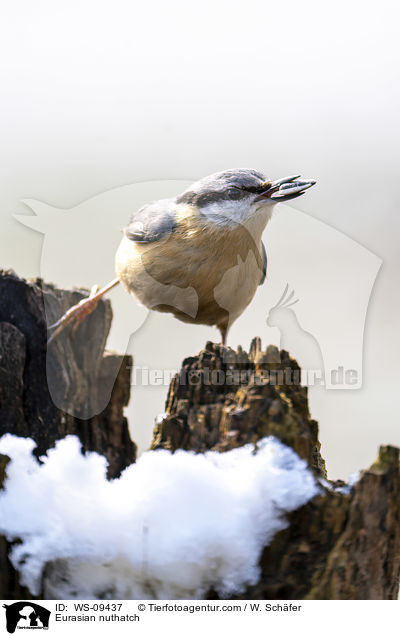 Europischer Kleiber / Eurasian nuthatch / WS-09437