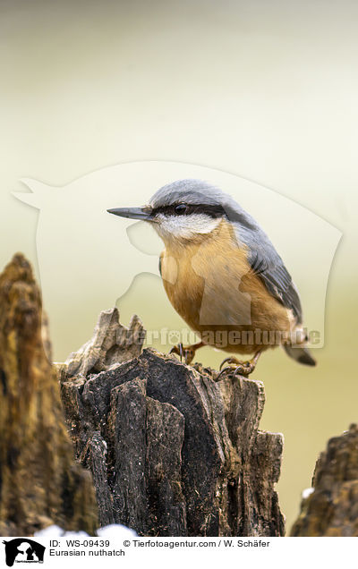 Europischer Kleiber / Eurasian nuthatch / WS-09439