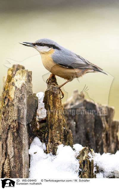 Europischer Kleiber / Eurasian nuthatch / WS-09440