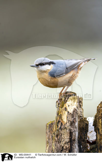 Europischer Kleiber / Eurasian nuthatch / WS-09441