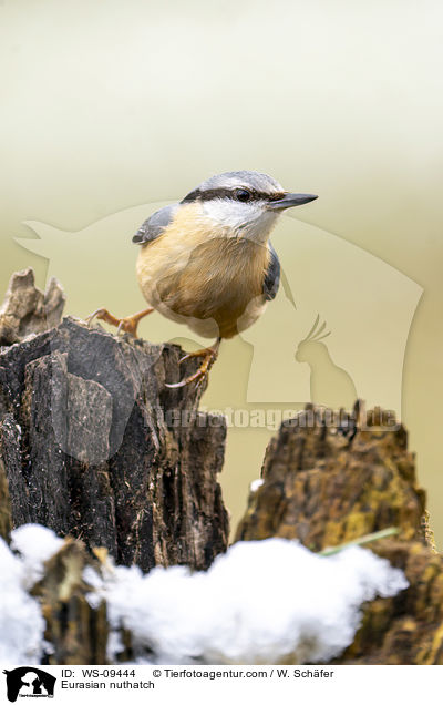 Europischer Kleiber / Eurasian nuthatch / WS-09444