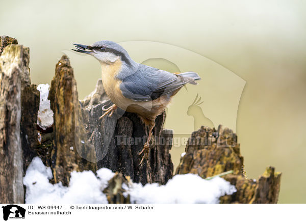 Europischer Kleiber / Eurasian nuthatch / WS-09447