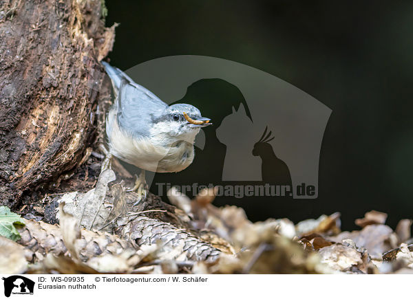 Europischer Kleiber / Eurasian nuthatch / WS-09935