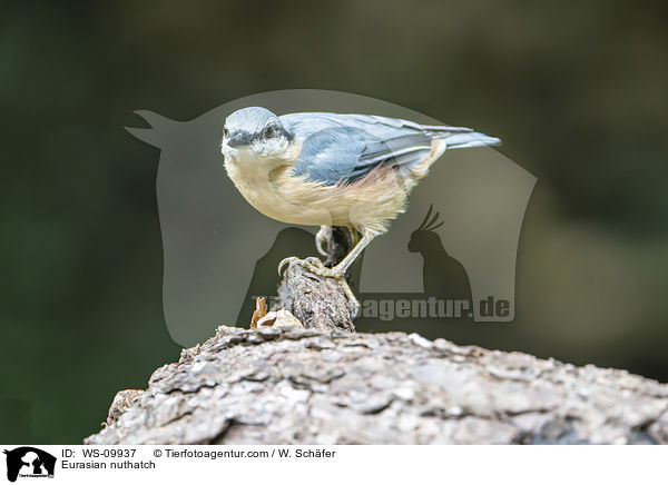 Europischer Kleiber / Eurasian nuthatch / WS-09937
