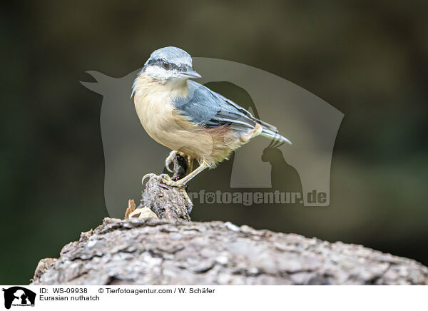 Europischer Kleiber / Eurasian nuthatch / WS-09938