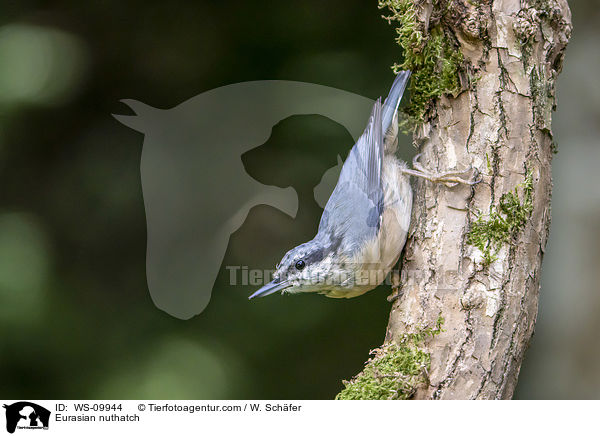 Europischer Kleiber / Eurasian nuthatch / WS-09944
