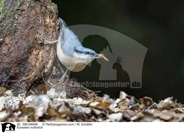 Europischer Kleiber / Eurasian nuthatch / WS-09946