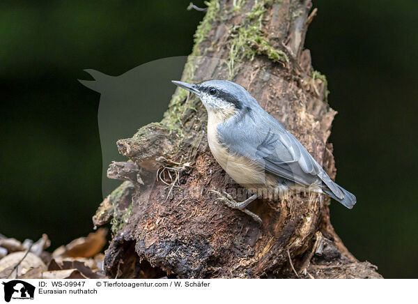 Europischer Kleiber / Eurasian nuthatch / WS-09947