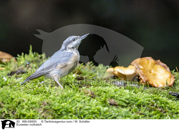 Europischer Kleiber / Eurasian nuthatch / WS-09950