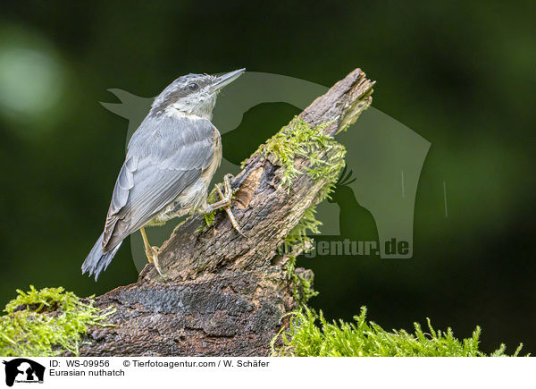 Europischer Kleiber / Eurasian nuthatch / WS-09956