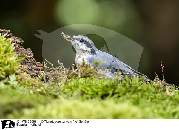 Eurasian nuthatch / WS-09966