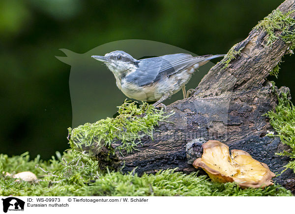 Eurasian nuthatch / WS-09973