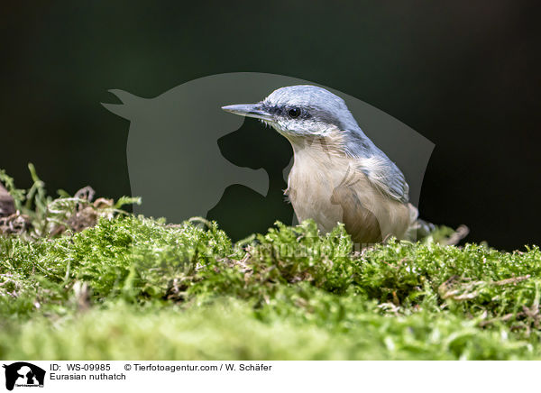 Eurasian nuthatch / WS-09985